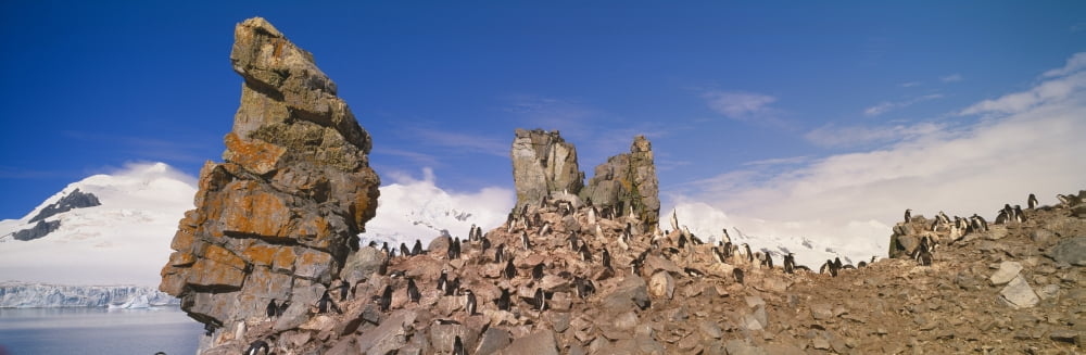Panoramic view of Chinstrap penguins (Pygoscelis antarctica) among rock formations on Half Moon Island Bransfield Strait Antarctica Canvas Art - Panoramic Images (36 x 12)