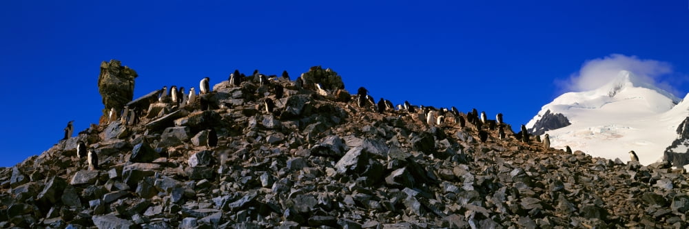 Panoramic view of Chinstrap penguins (Pygoscelis antarctica) among rock formations on Half Moon Island Bransfield Strait Antarctica Canvas Art - Panoramic Images (27 x 9)