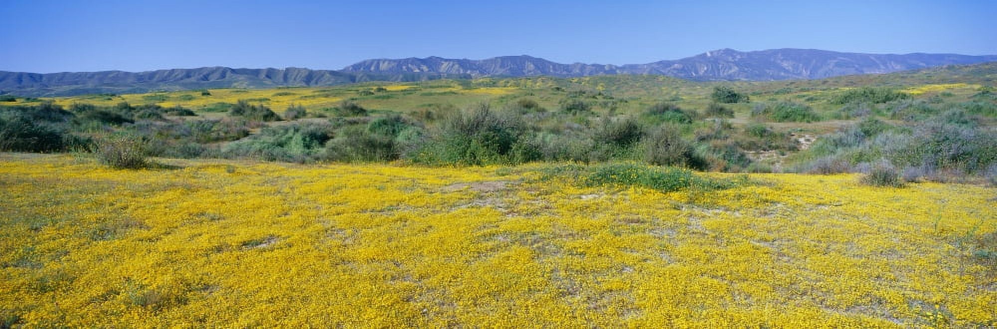Panoramic view of Desert Gold yellow flowers in Carrizo Plain National Monument San Luis Obispo County California Canvas Art - Panoramic Images (27 x 9)
