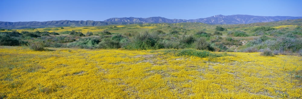 Panoramic view of Desert Gold yellow flowers in Carrizo Plain National Monument San Luis Obispo County California Canvas Art - Panoramic Images (36 x 12)