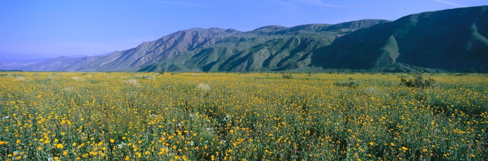 Panoramic view of Desert Lillies and Desert gold yellow flowers in spring fields of Anza-Borrego Desert State Park California Canvas Art - Panoramic Images (27 x 9)