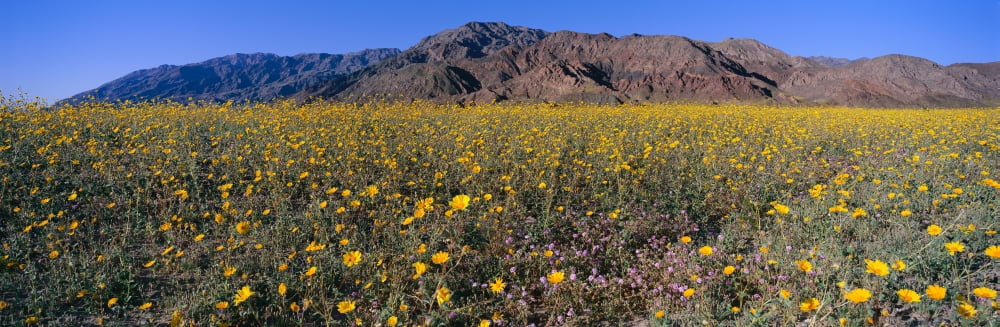 Panoramic view of Desert Lillies and Desert gold yellow flowers in spring fields of Death Valley National Park California Canvas Art - Panoramic Images (27 x 9)