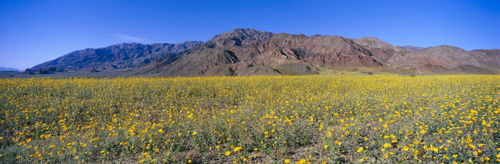 Panoramic view of Desert Lillies and Desert gold yellow flowers in spring fields of Death Valley National Park California Canvas Art - Panoramic Images (27 x 9)