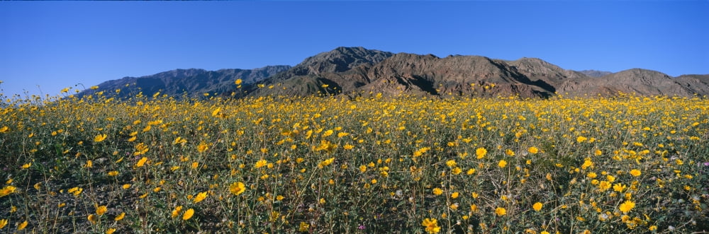 Panoramic view of Desert Lillies and Desert gold yellow flowers in spring fields of Death Valley National Park California Canvas Art - Panoramic Images (36 x 12)