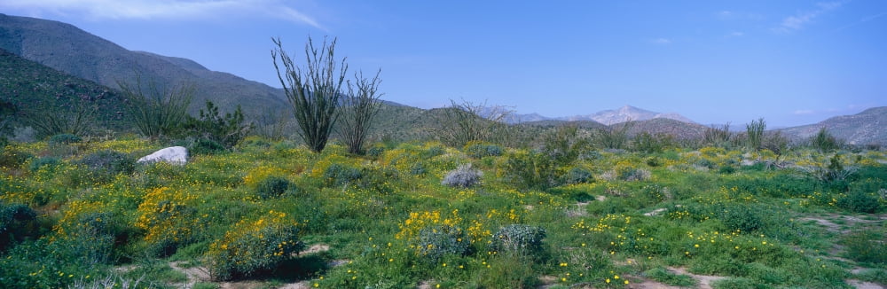 Panoramic view of Desert Lillies Ocotillo and flowers in spring fields of Coyote Canyon in Anza-Borrego Desert State Park California Canvas Art - Panoramic Images (27 x 9)