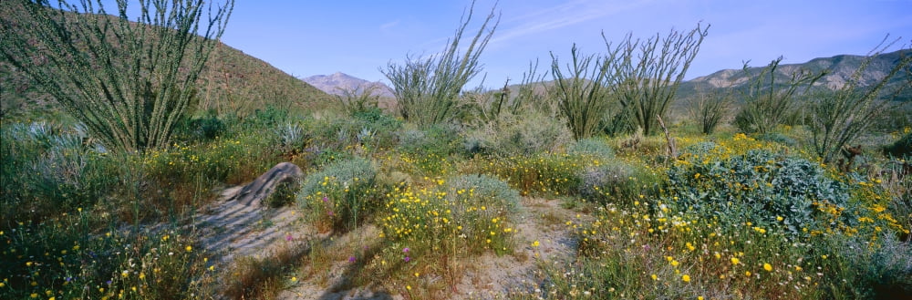 Panoramic view of Desert Lillies Ocotillo and flowers in spring fields of Coyote Canyon in Anza-Borrego Desert State Park California Canvas Art - Panoramic Images (36 x 12)
