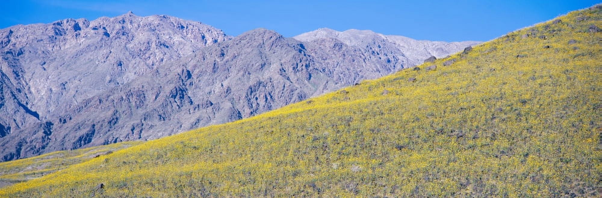 Panoramic view of Desert gold yellow flowers in spring on volcanic rock in Death Valley National Park California Canvas Art - Panoramic Images (27 x 9)