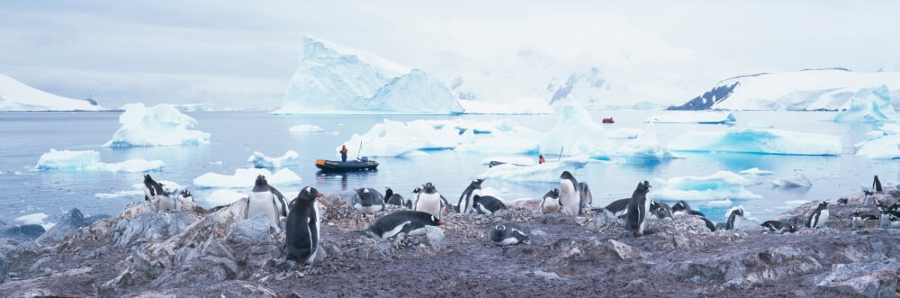 Panoramic view of Gentoo penguins with chicks (Pygoscelis papua) glaciers and icebergs in Paradise Harbor Antarctica Canvas Art - Panoramic Images (36 x 12)