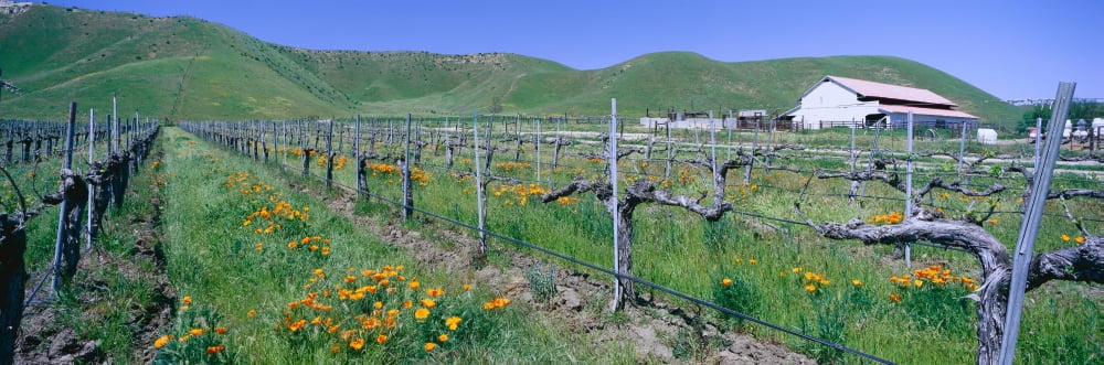 Panoramic view of Golden California poppies and wine vineyard with barn and green rolling hills in background near Route 58 west of Bakersfield California Canvas Art - Panoramic Images (36 x 12)