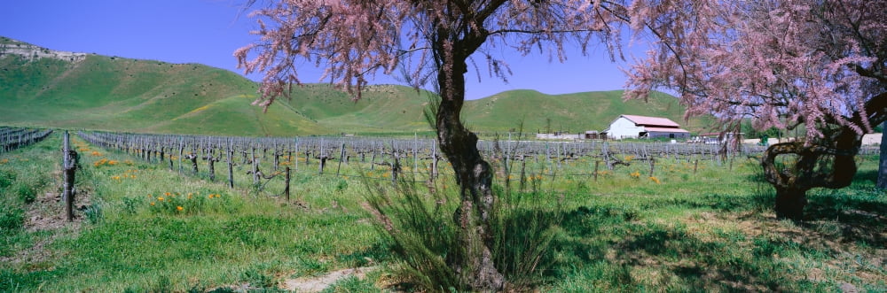 Panoramic view of Golden California poppies and wine vineyard with barn and green rolling hills in background near Route 58 west of Bakersfield California Canvas Art - Panoramic Images (36 x 12)