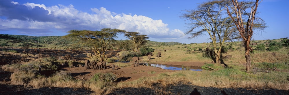Panoramic view of African Elephants at watering hole in afternoon light in Lewa Conservancy Kenya Africa Canvas Art - Panoramic Images (27 x 9)