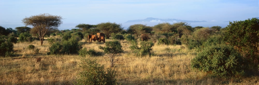 Panoramic view of African Elephants in afternoon light in Lewa Conservancy Kenya Africa Canvas Art - Panoramic Images (36 x 12)