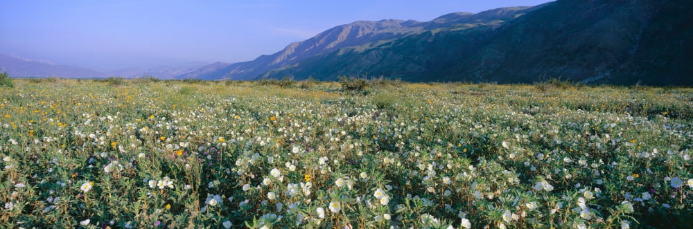 Panoramic view of Desert Lillies and flowers in spring fields of Anza-Borrego Desert State Park California Canvas Art - Panoramic Images (27 x 9)