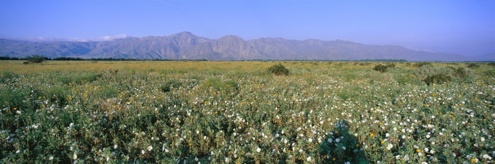 Panoramic view of Desert Lillies and flowers in spring fields of Anza-Borrego Desert State Park California Canvas Art - Panoramic Images (36 x 12)