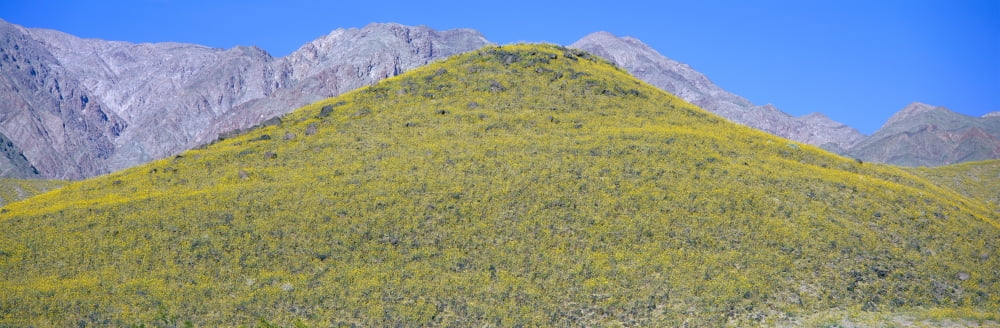 Panoramic view of Desert gold yellow flowers in spring on volcanic rock Death Valley National Park California Canvas Art - Panoramic Images (36 x 12)