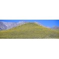thumbnail image 1 of Panoramic view of Desert gold yellow flowers in spring on volcanic rock, Death Valley National Park, California Poster Print (36 x 12), 1 of 1