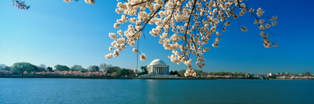 Panoramic view of Jefferson Memorial and Cherry Blossoms in Spring Washington DC Canvas Art - Panoramic Images (36 x 12)
