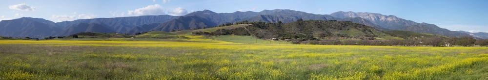 Panoramic view of Upper Ojai in spring featuring yellow mustard California USA Canvas Art - Panoramic Images (44 x 7)