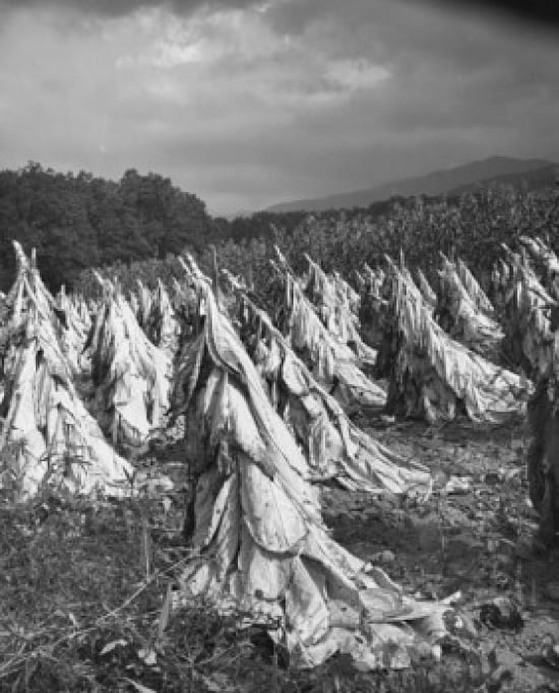 Panoramic view of a tobacco harvest Tennessee USA Canvas Art - (18 x 24)