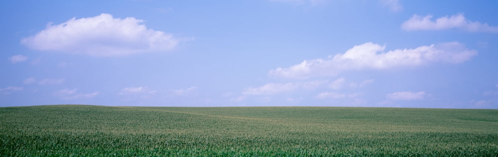 Panoramic view of cornfields Iowa USA Canvas Art - Panoramic Images (27 x 9)
