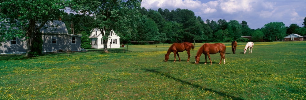 Panoramic view of horses grazing in springtime field Eastern Shore MD Canvas Art - Panoramic Images (27 x 9)