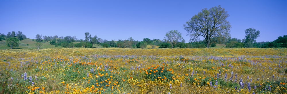 Panoramic view of spring flowers off Route 58 on Shell Creek Road west of Bakersfield California Canvas Art - Panoramic Images (27 x 9)