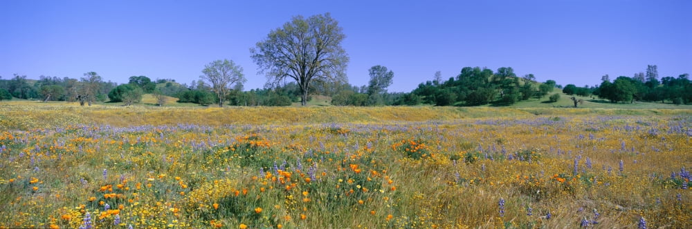 Panoramic view of spring flowers off Route 58 on Shell Creek Road west of Bakersfield California Canvas Art - Panoramic Images (36 x 12)