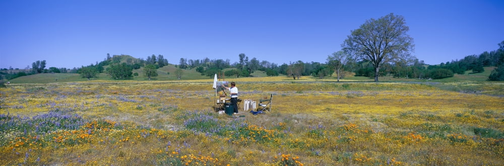 Panoramic view of spring flowers off Route 58 on Shell Creek Road west of Bakersfield California Canvas Art - Panoramic Images (36 x 12)
