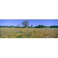 thumbnail image 1 of Panoramic view of spring flowers off Route 58 on Shell Creek Road west of Bakersfield, California Poster Print (27 x 9), 1 of 1