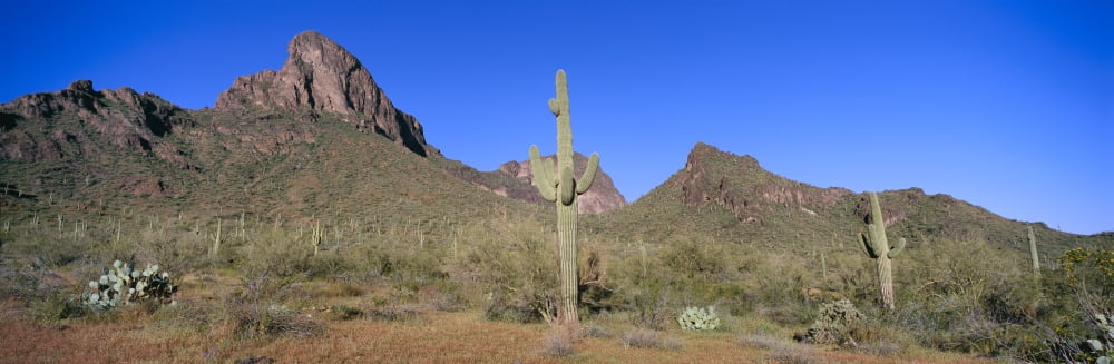 Panoramic view of springtime in Picachio Peak State Park north of Tucson Arizona Canvas Art - Panoramic Images (36 x 12)