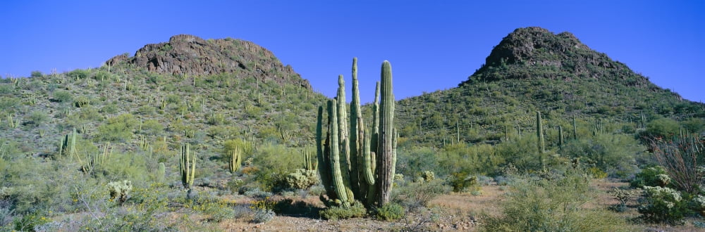 Panoramic view of springtime in Picachio Peak State Park north of Tucson Arizona Canvas Art - Panoramic Images (36 x 12)