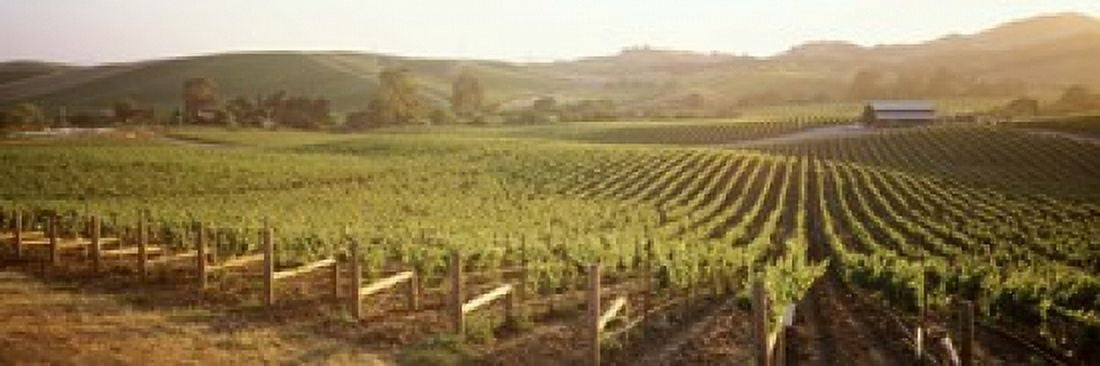 Panoramic view of vineyards Carneros District Napa Valley California USA Canvas Art - Panoramic Images (18 x 6)