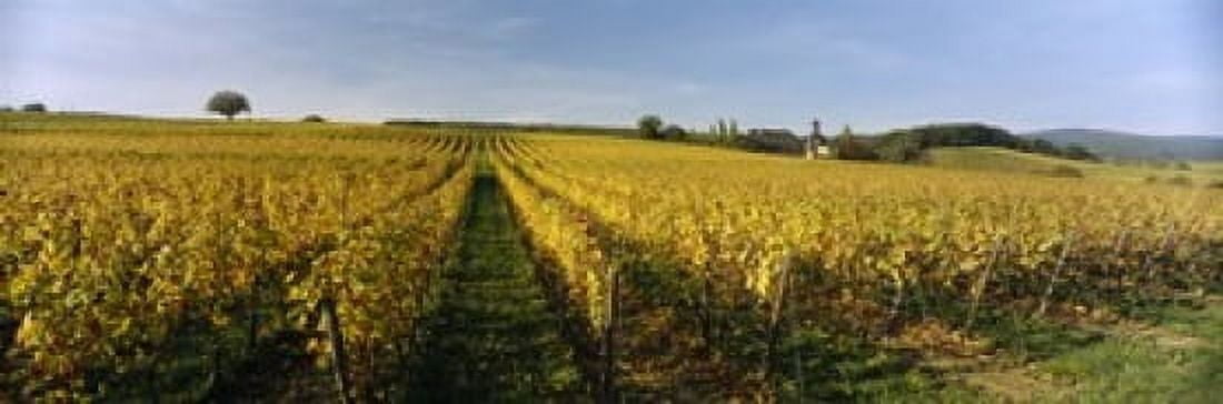 Panoramic view of vineyards Schloss Vollrads Johannisberg Oestrich-Winkel Rheingau Germany Canvas Art - Panoramic Images (18 x 6)