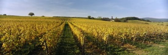 Panoramic view of vineyards Schloss Vollrads Johannisberg Oestrich-Winkel Rheingau Germany Canvas Art - Panoramic Images (36 x 12)