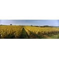 thumbnail image 1 of Panoramic view of vineyards, Schloss Vollrads, Johannisberg, Oestrich-Winkel, Rheingau, Germany Poster Print (18 x 6), 1 of 1