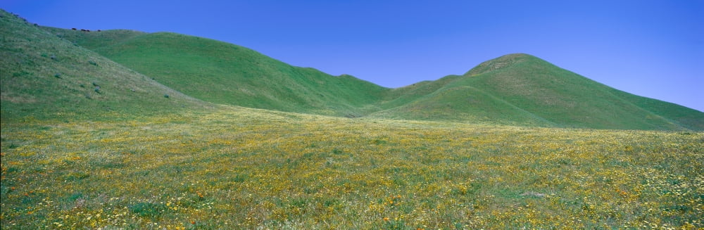 Panoramic view of spring flowers and green rolling hills in Carrizo Plain National Monument San Luis Obispo County California Canvas Art - Panoramic Images (27 x 9)