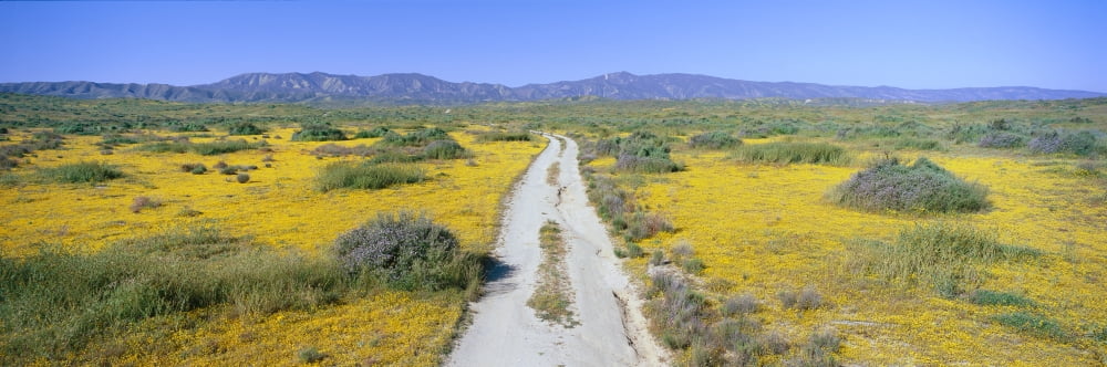 Panoramic view of spring flowers and green rolling hills in Carrizo Plain National Monument San Luis Obispo County California Canvas Art - Panoramic Images (27 x 9)