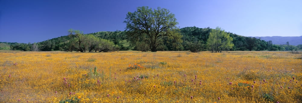 Panoramic view of spring flowers and large single tree off Route 58 on Shell Creek Road west of Bakersfield California Canvas Art - Panoramic Images (27 x 9)