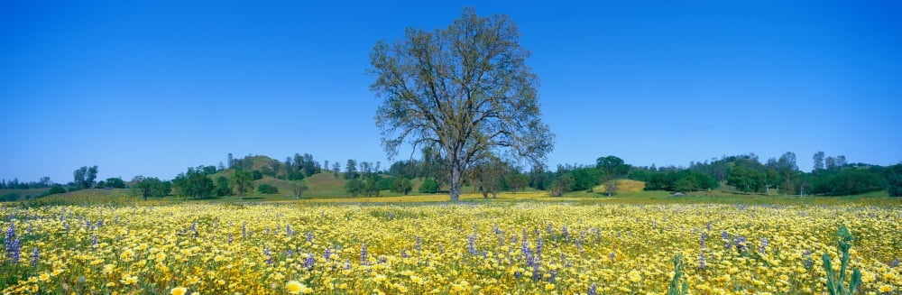 Panoramic view of spring flowers and large single tree off Route 58 on Shell Creek Road west of Bakersfield California Canvas Art - Panoramic Images (27 x 9)