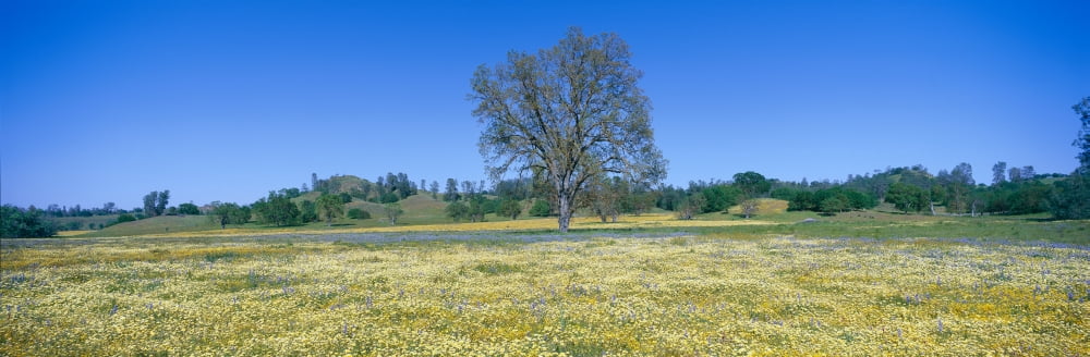 Panoramic view of spring flowers and large single tree off Route 58 on Shell Creek Road west of Bakersfield California Canvas Art - Panoramic Images (36 x 12)