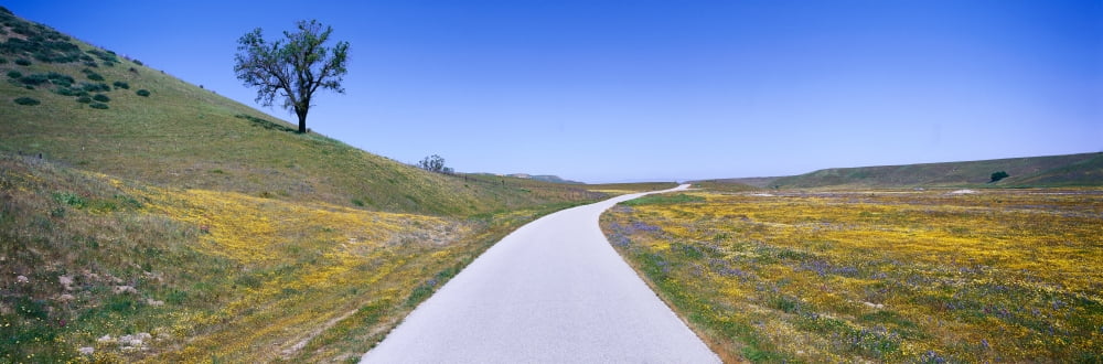 Panoramic view of spring flowers tree and paved road off Route 58 on Shell Creek Road west of Bakersfield California Canvas Art - Panoramic Images (36 x 12)