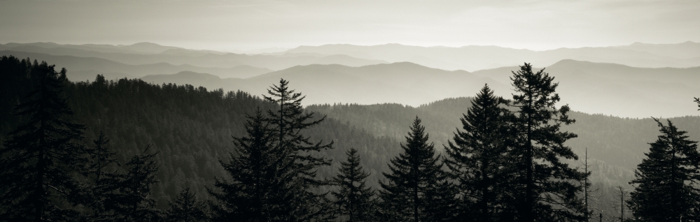 Panoramic view of trees with a mountain range in the background Great Smoky Mountains National Park North Carolina USA Canvas Art - Panoramic Images (36 x 12)
