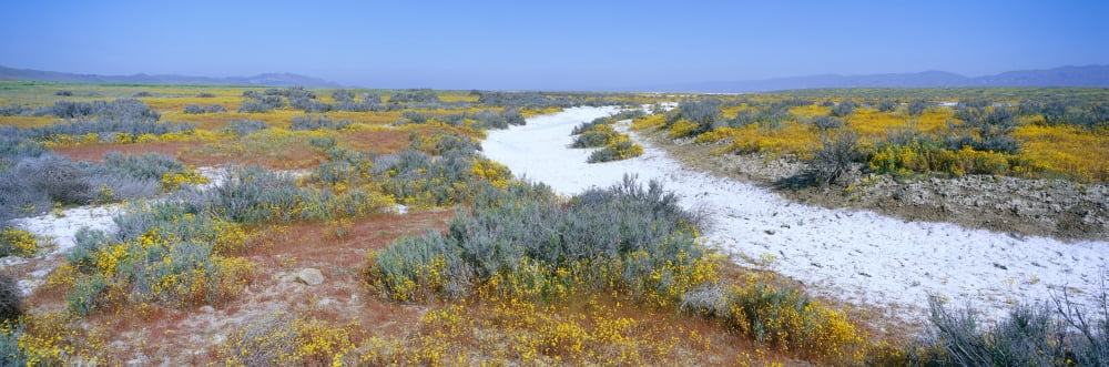 Panoramic view of white salt and desert gold yellow flowers at Soda Lake in Spring Carrizo Plain National Monument San Luis Obispo County California Canvas Art - Panoramic Images (36 x 12)