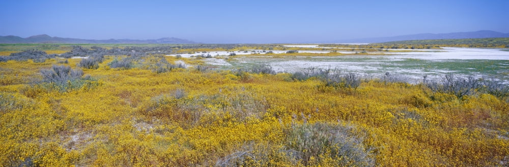 Panoramic view of white salt and desert gold yellow flowers at Soda Lake in Spring Carrizo Plain National Monument San Luis Obispo County California Canvas Art - Panoramic Images (36 x 12)