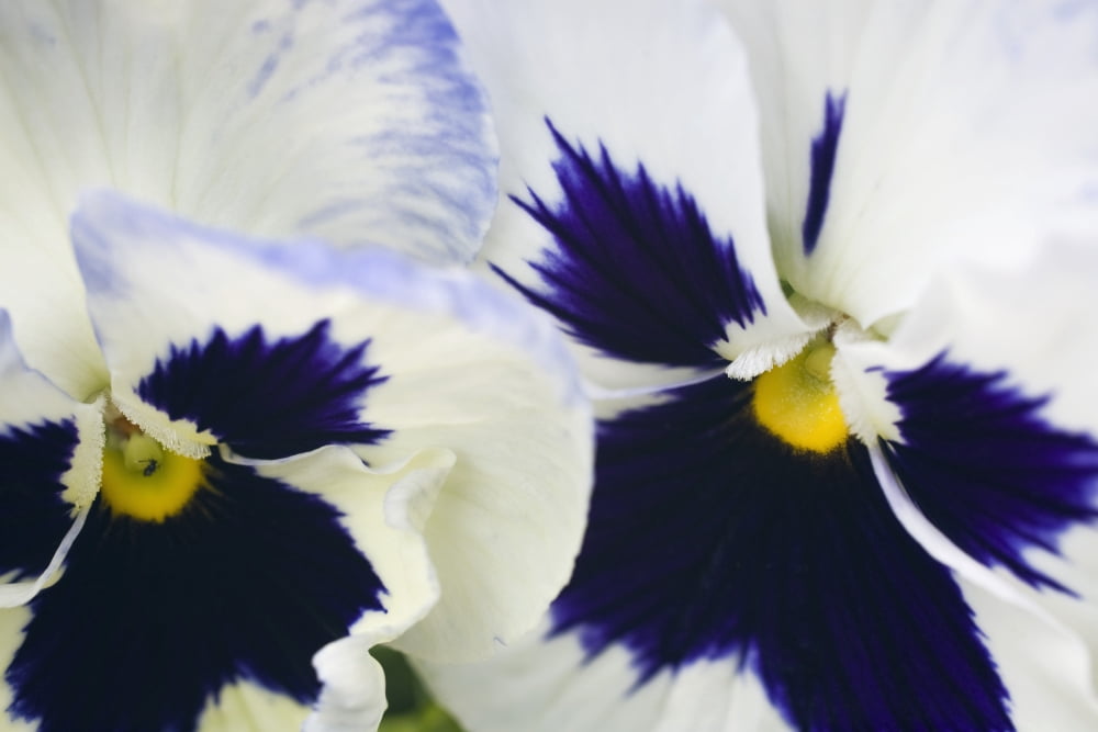 Pansies Canvas Art - David Chapman Design Pics (36 x 24)