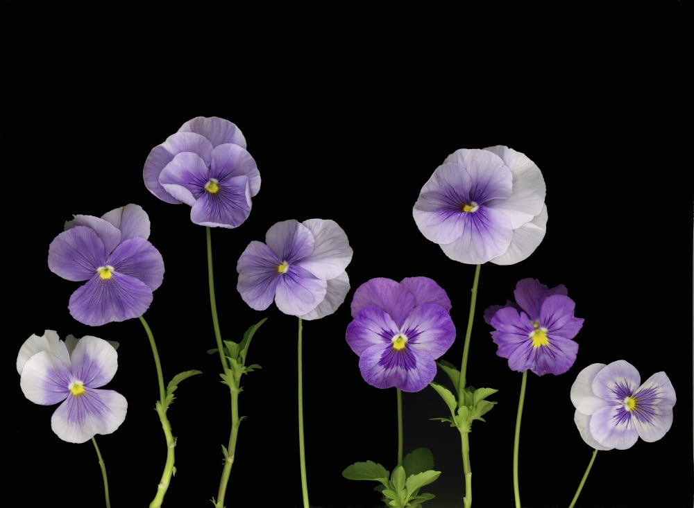 Pansies Canvas Art - Deddeda Design Pics (32 x 24)