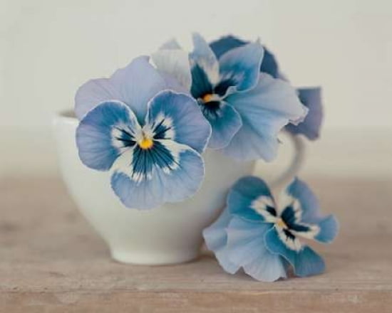Pansies Canvas Art - Ian Winstanley (24 x 30)
