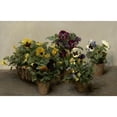 thumbnail image 1 of Pansies Poster Print (36 x 24), 1 of 2