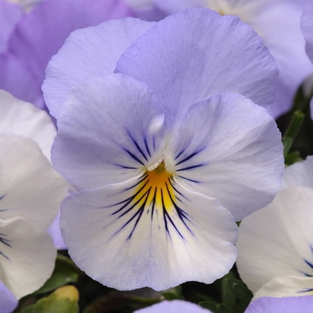Pansy Flower Garden Seeds - Cool Wave Series - Frost - 100 Seeds - Annual Flower Gardening Seed