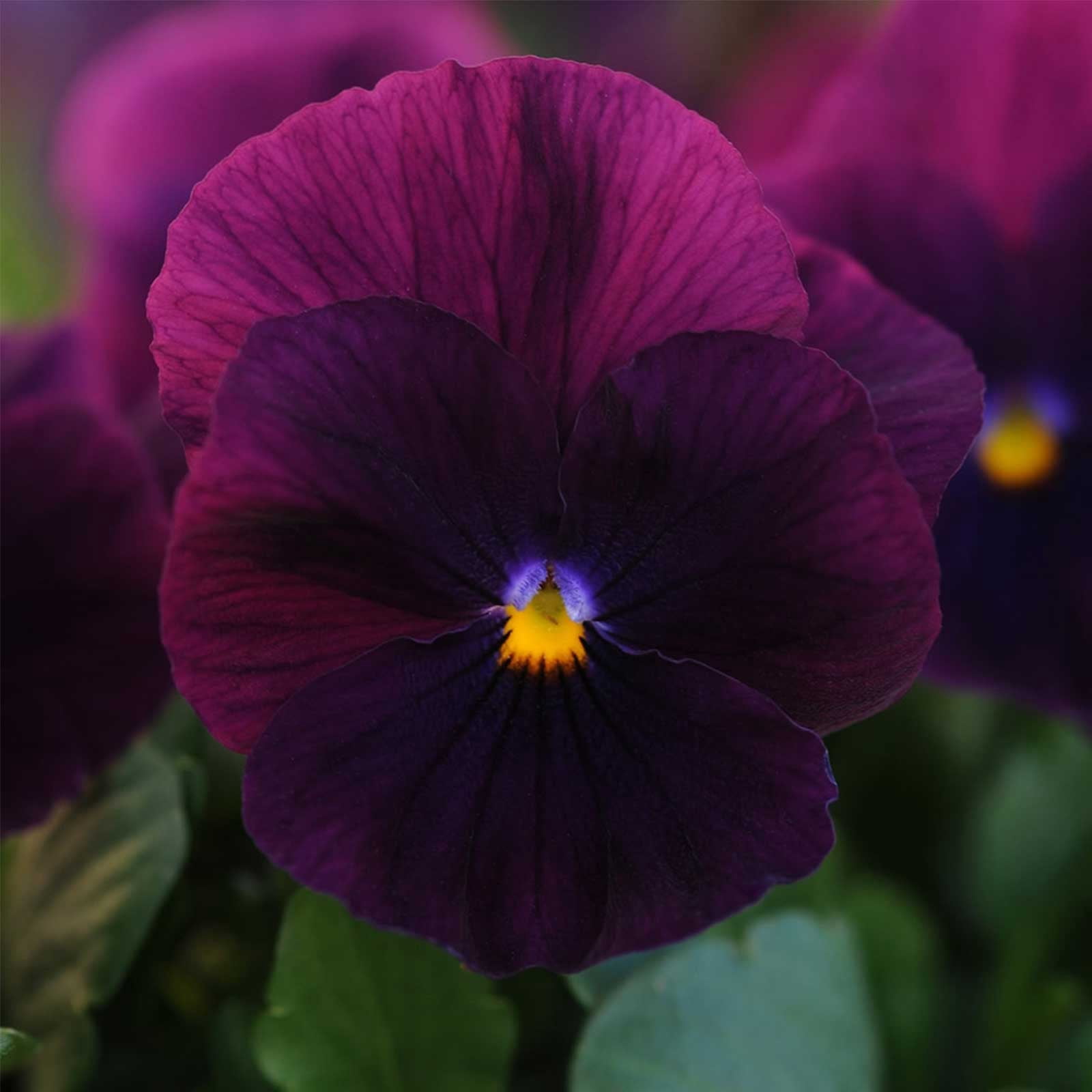 Pansy Flower Garden Seeds - Cool Wave Series - Purple - 100 Seeds - Annual Flower Gardening Seed